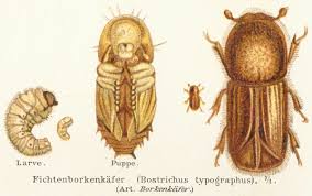 Scolytes