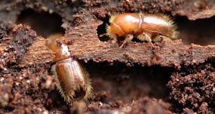 Scolytes
