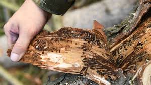 Scolytes