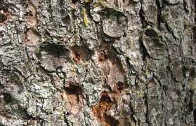 Scolytes