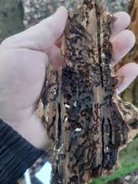 scolytes