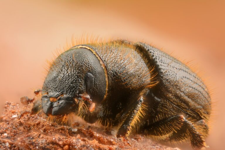 Dendroctonus micans