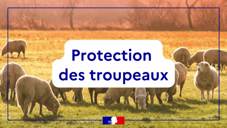 I Protection des troupeaux